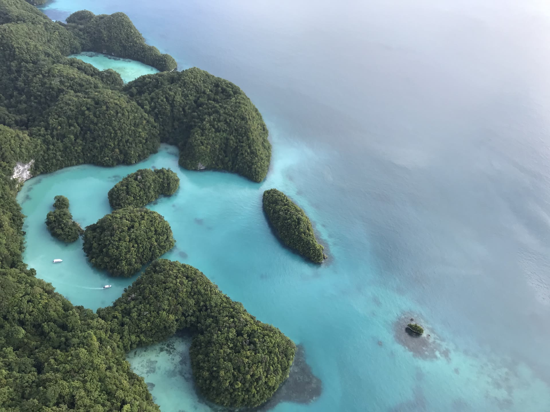 Palau's Blue Corner: The Greatest Single Dive Site We've Ever Been To — and How to Do the Whole Trip Justice