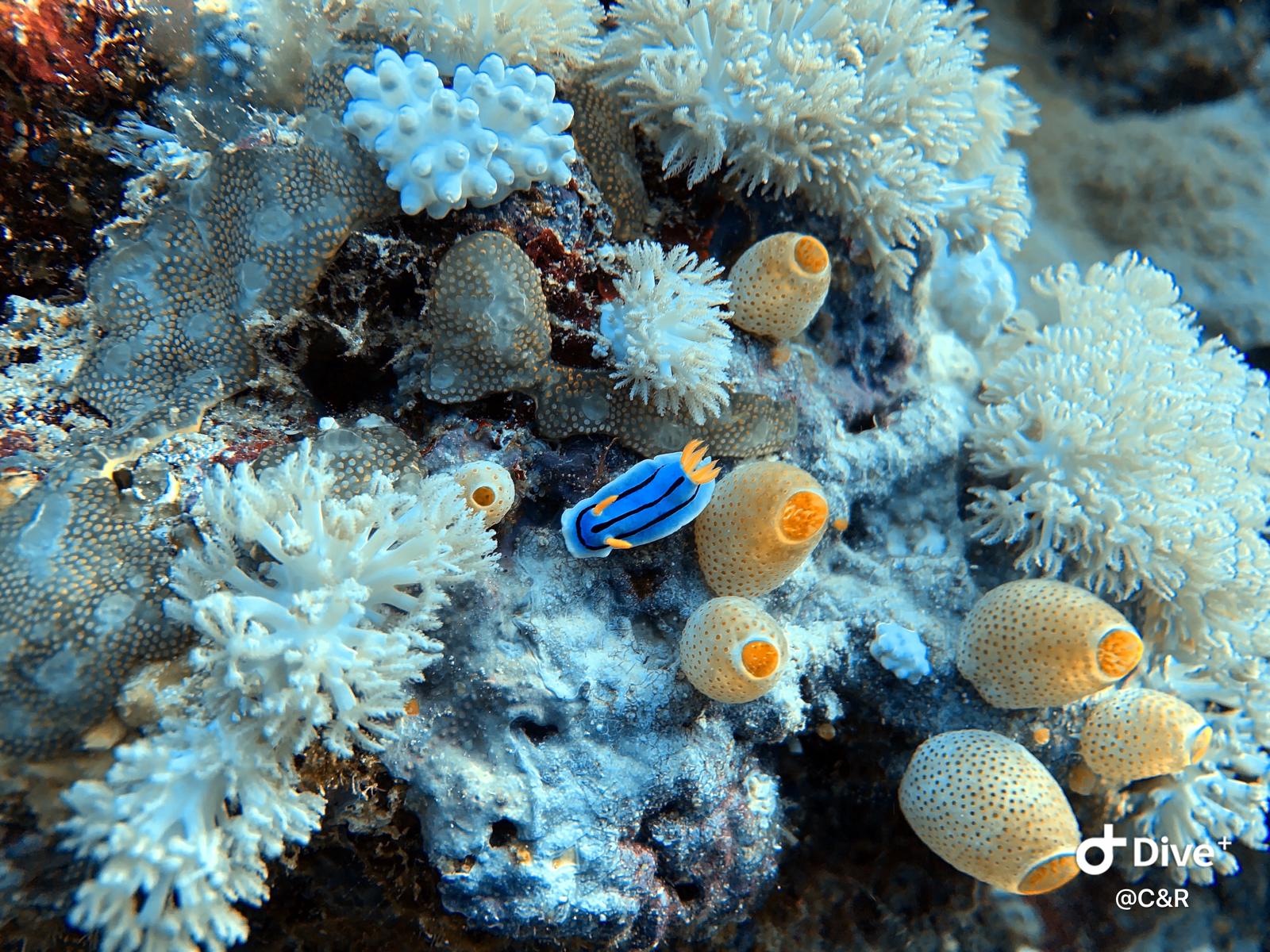 Diving on Sal, Cape Verde: An Honest Review From Divers Who've Been to the World's Best