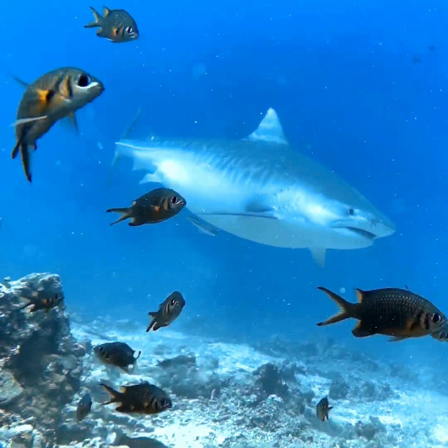 Shark Diving Cape Verde