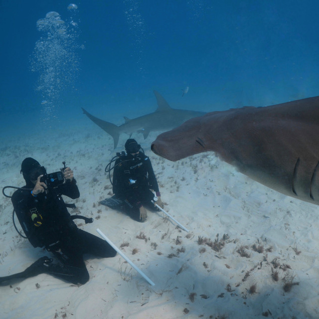 Shark Experience Cape Verde